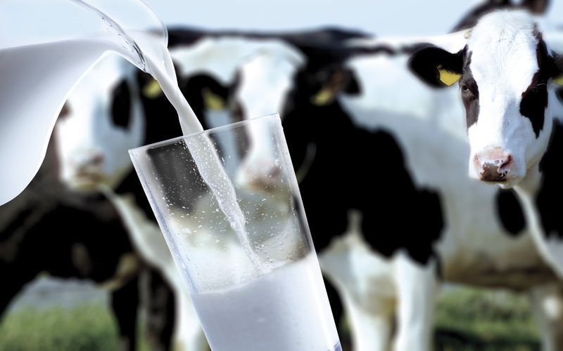 Себестоимость молока снижается, но остаётся выше уровня 2024 года