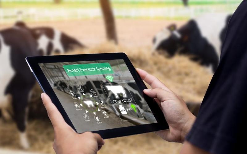 Probiotics Revolutionizing Dairy Farming: Faster Cow Cycling Schedules