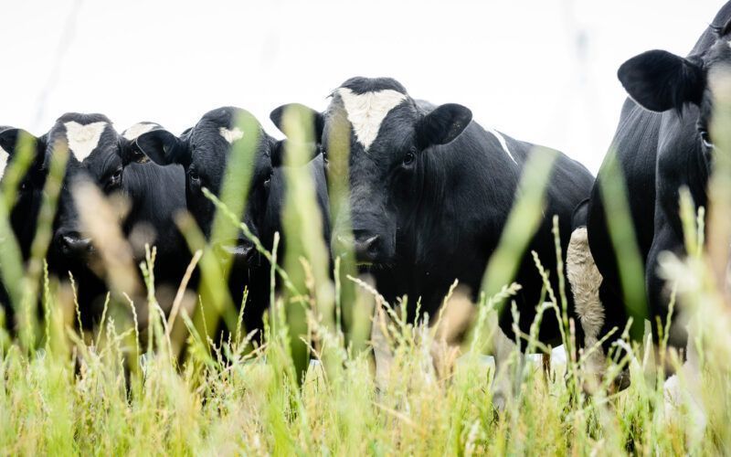 Yükselen Girdi Maliyetleri Yeni Zelanda'nın Tarım İyimserliğini Zorluyor