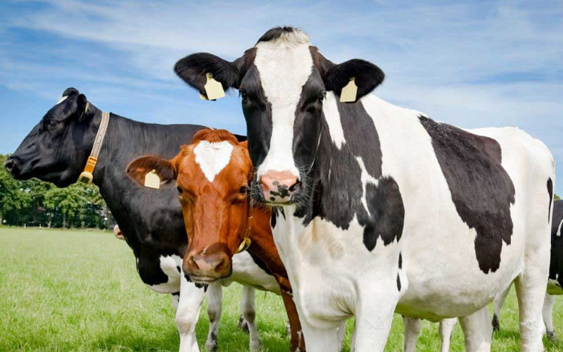 Bega & Dutch Giant Launch $2B Bid for Fonterra