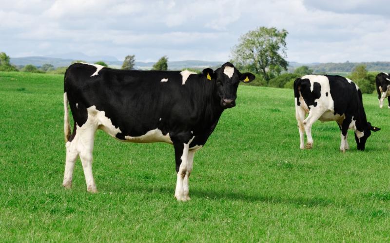 Graham's The Family Dairy Absorbs Costs to Support Consumers Amid Inflation