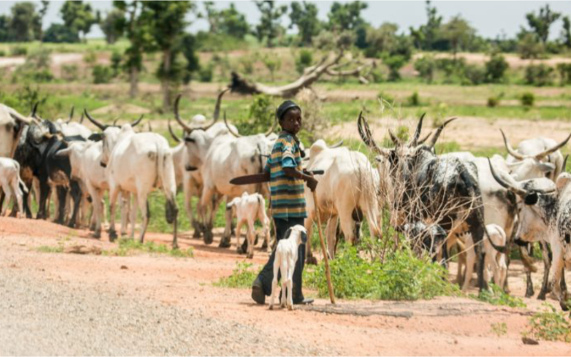 Taraba State Plans World-Class Livestock Training Academy