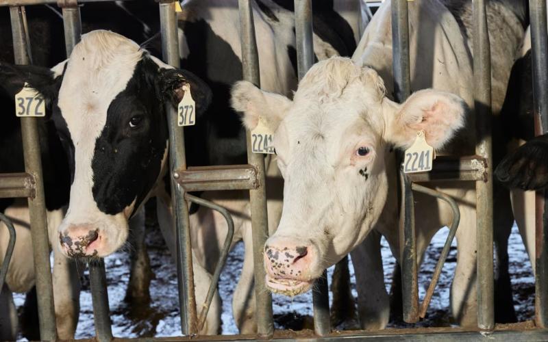 Rabies Outbreak Threatens Dairy Sector in Nayarit
