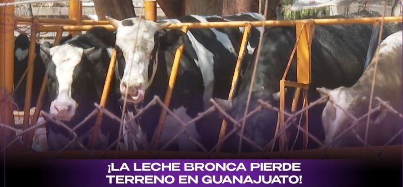 Guanajuato'da Hammadde Sütü Popülerliğini Yitiriyor, Endüstriyel Ürünlerin Yükselişi