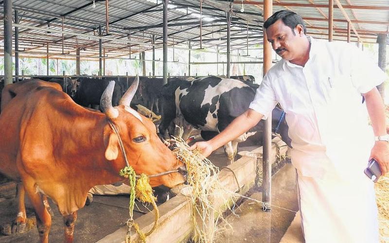 The Big Dairy Dilemma: Kerala Farmers Are Losing