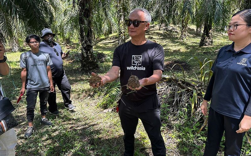 Малайзийская Wild Asia реформирует пальмовое сельское хозяйство через регенеративные практики