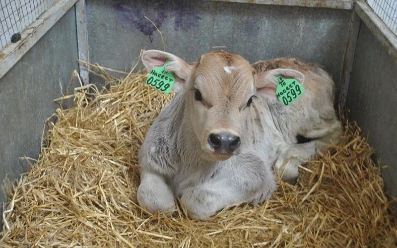 Племенное животноводство в Кыргызстане: ставка на генетику и искусственное осеменение