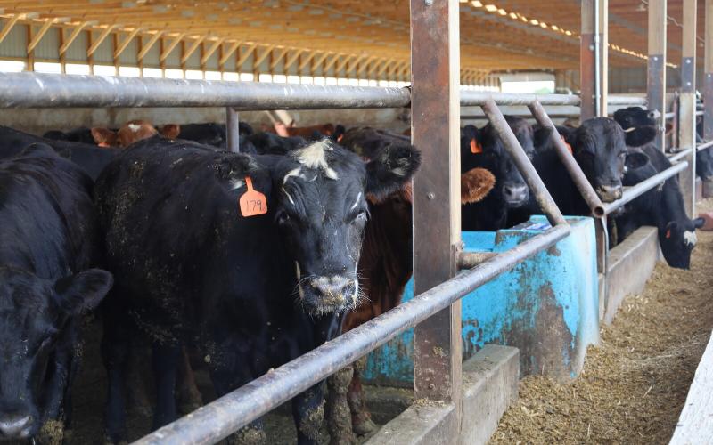 Dairy-Beef Crosses: The New Cash Cow for Farmers