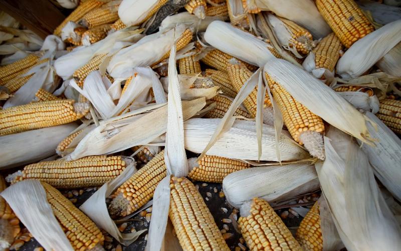 Thailand Implements New Burn-Free Regulations for Feed Maize Imports