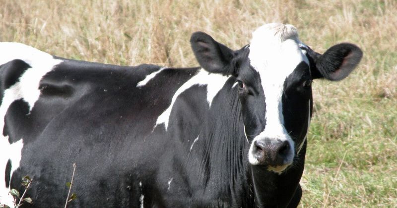 Dairy groups ask USDA to revoke new cost-sharing rule