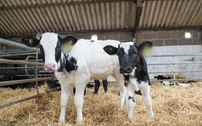 GB Dairy Calf Strategy Achieves Significant Milestones Amid Renewed Calls for Collaboration