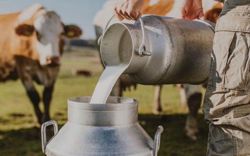 Global Dairy Trade: Prices rebound after declines