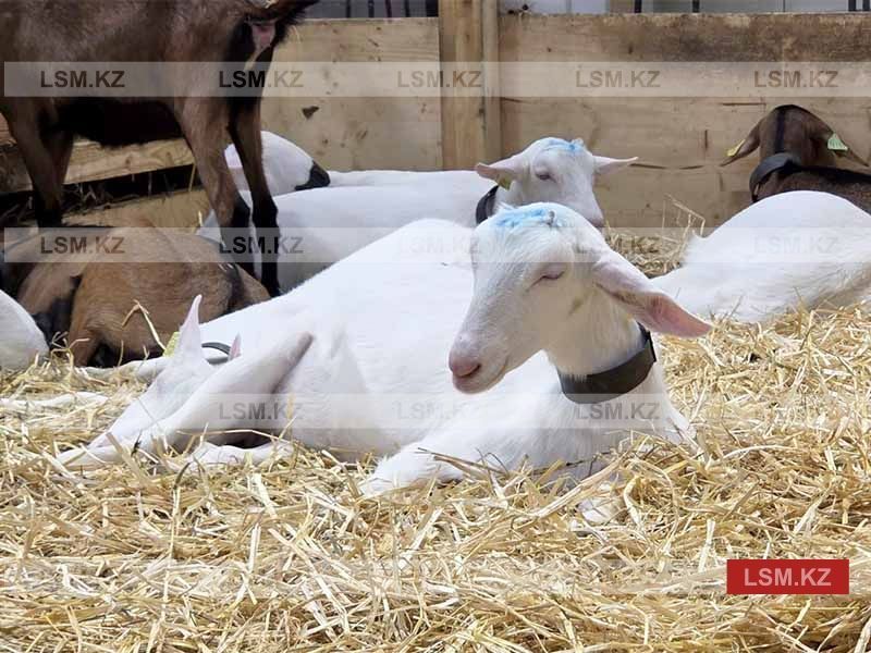 Снижение производства мяса и молока в домохозяйствах Казахстана