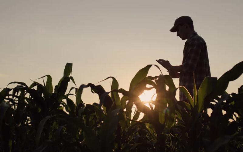 Nueva York lanza un plan de alivio arancelario de 30 millones de dólares para agricultores