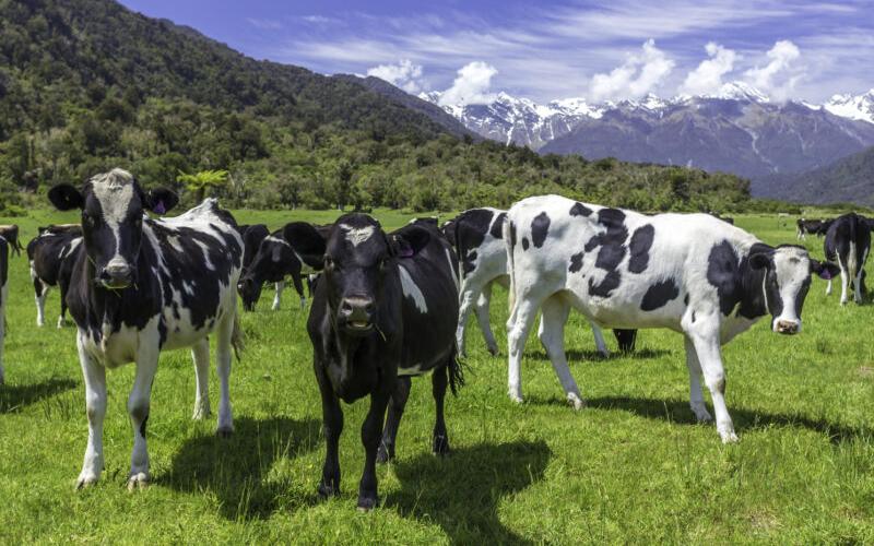New Zealand Dairy Industry Under Pressure from Rising Costs in 2025