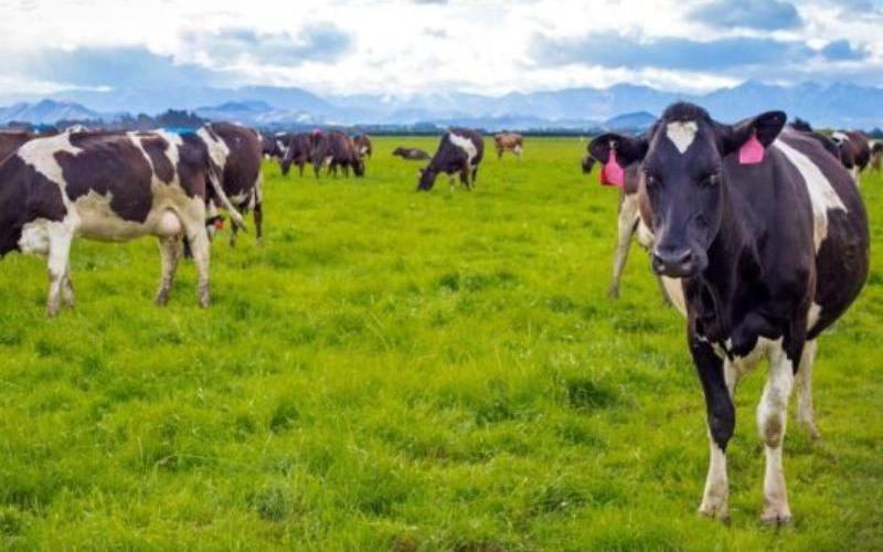 Himachal Pradesh, Dhagwar Süt Tesisi ile Süt Sektörünü Geliştiriyor