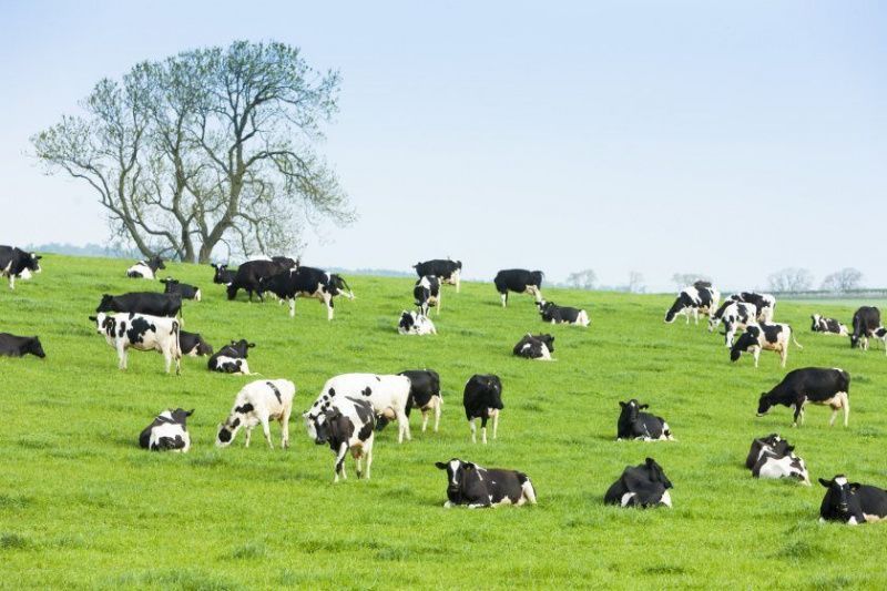 Scottish Dairy Sector Faces Continued Decline in Herd Numbers