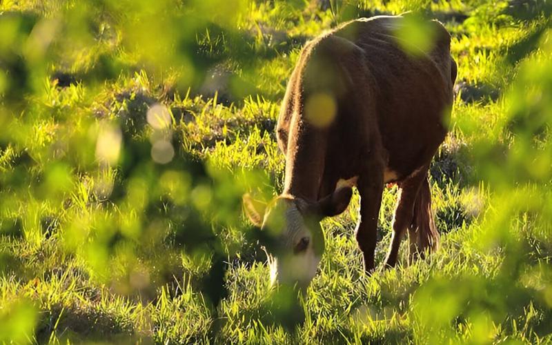 Argentinian Dairy Group Measures Carbon Footprint for the First Time