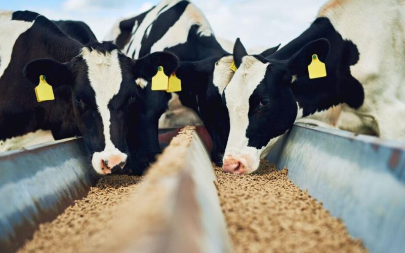 Rising Demand in Dairy Drives Growth in Specialty Animal Feed Additives Market