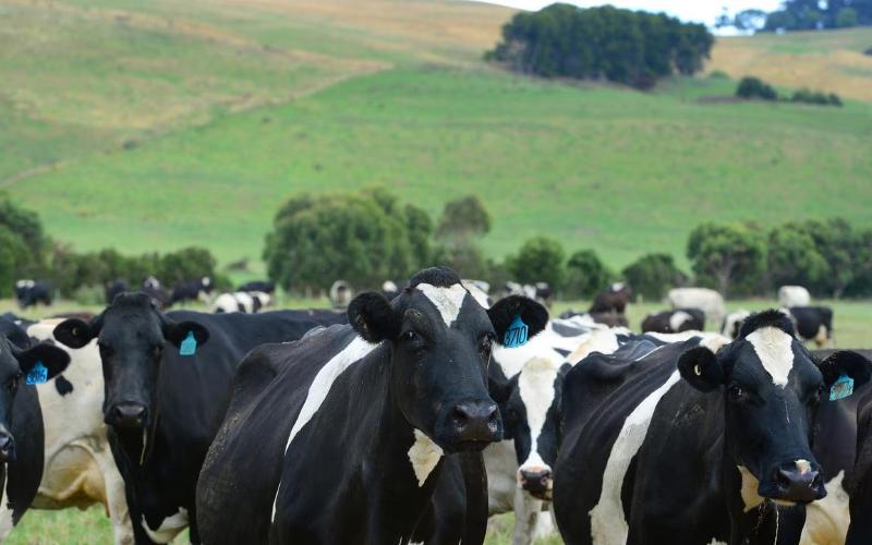 Australian Dairy Prices Set to Surge Due to Rising Farm Costs