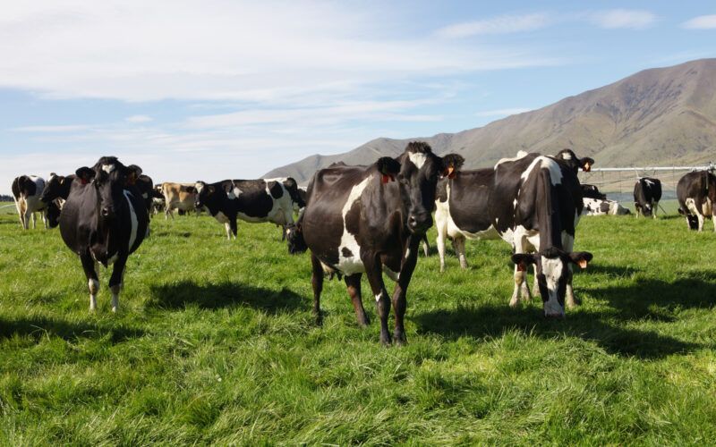 NZ Dairy Soars: Bumper Year & Strong Outlook Ahead