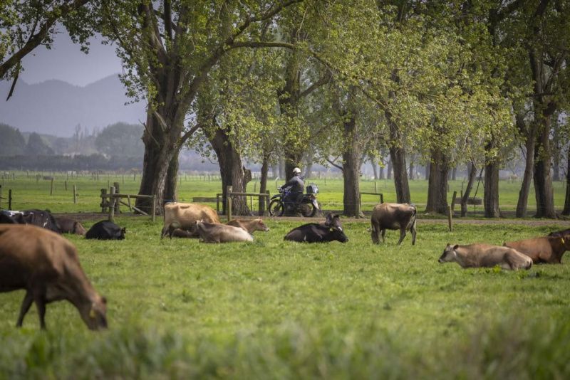 Waikato Dairy Farms Attract Buyers as Rural Market Rebounds