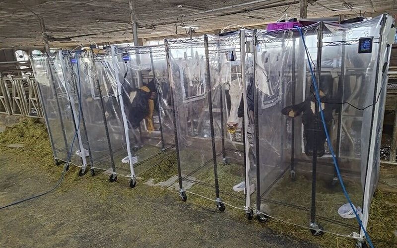 Тайвань сокращает выбросы парниковых газов от молочных коров на 4,5% за счет корректировки формулы корма