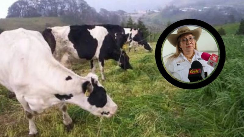 Imported Milk Powder and Low Prices Squeeze Veracruz Producers