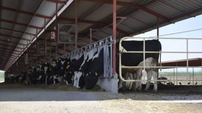 Chihuahua Dairy Farmers Request Milk Price Increase