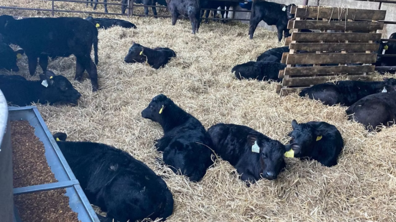 Irish Genotyping Program Sees Increased Calf Exportation in 2026