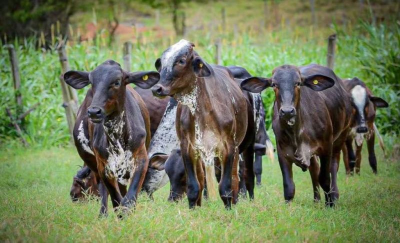 Matrizes do Amanhã Identifies 1,000 Girolando Heifers in Ceará