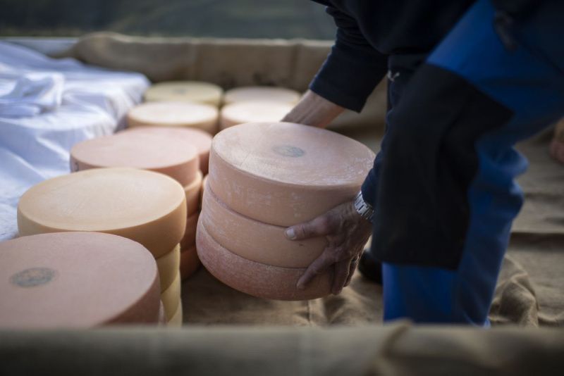 Heatwaves and drought are squeezing Swiss cheese makers