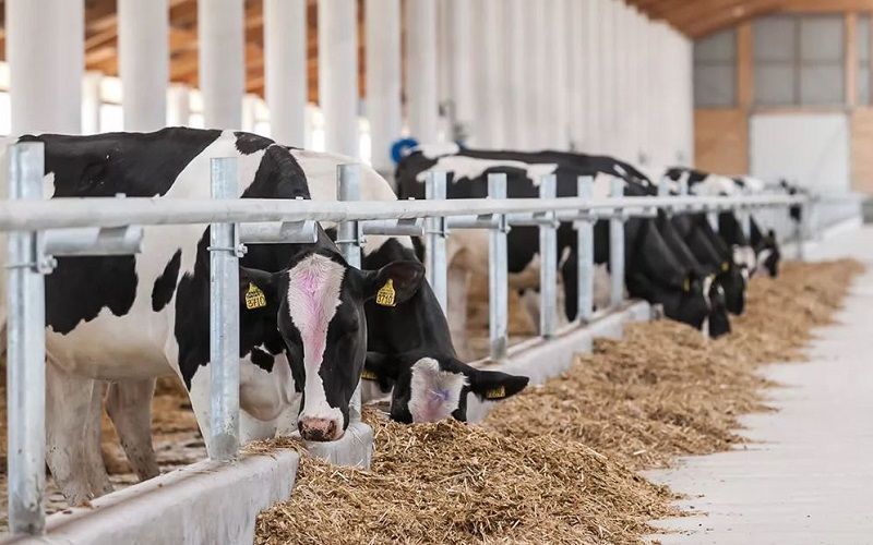 Kazakhstan to Invest 263 Billion Tenge in Dairy Farm Construction