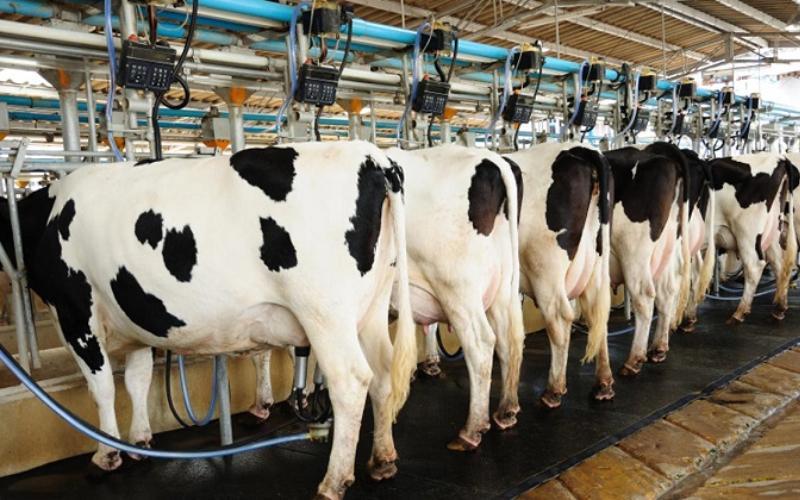 Nigeria Aims to Boost Local Dairy Production to Cut Import Dependency