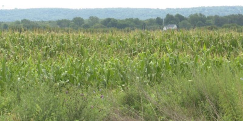Jefferson County Landowner Prepares Site for Buyers as Southern Dairy Talks Slow