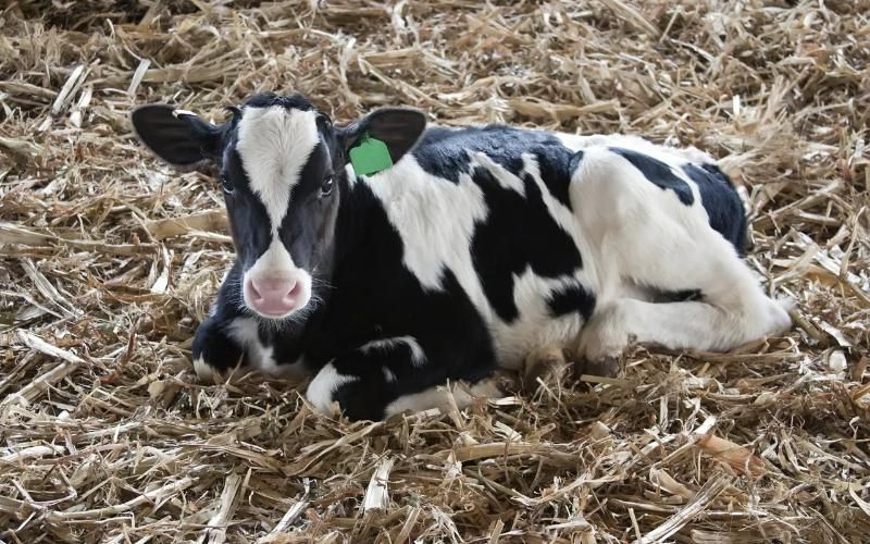 Premier Select Sires объединяется с Native Microbials для улучшения производительности молочных коров