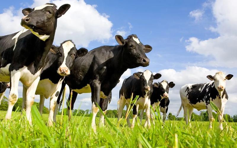 Dairy Trade Sees High Demand with Fresh Heifers Selling at Premium Prices