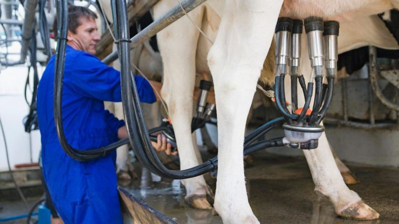 European Dairy Farmers Seek Policy Changes to Prevent Crises