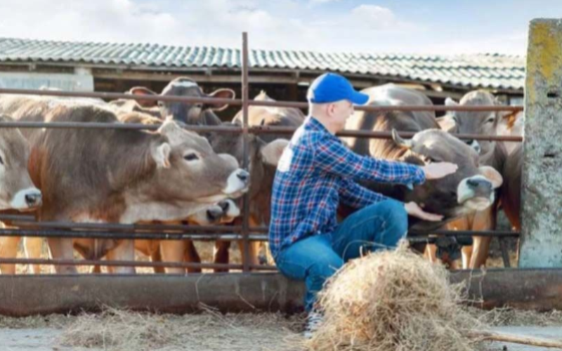 The Decline of Dairy Farms in Argentina: A Continuing Trend