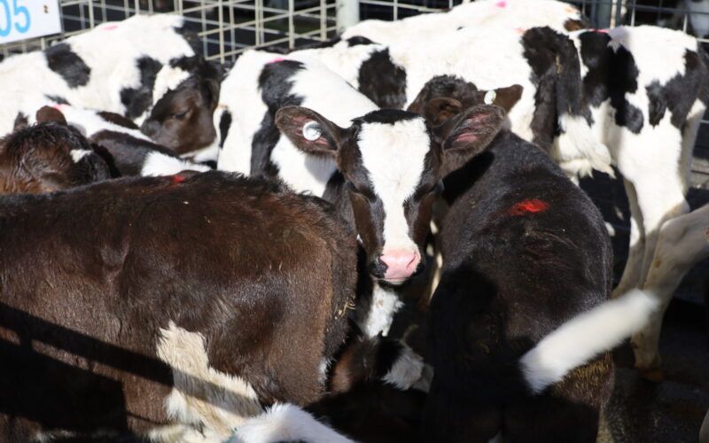 New Zealand’s Feeder Calf Market Remains Firm