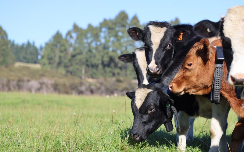 Nine New Zealand Farms Begin LIFT Virtual-Fencing Trials