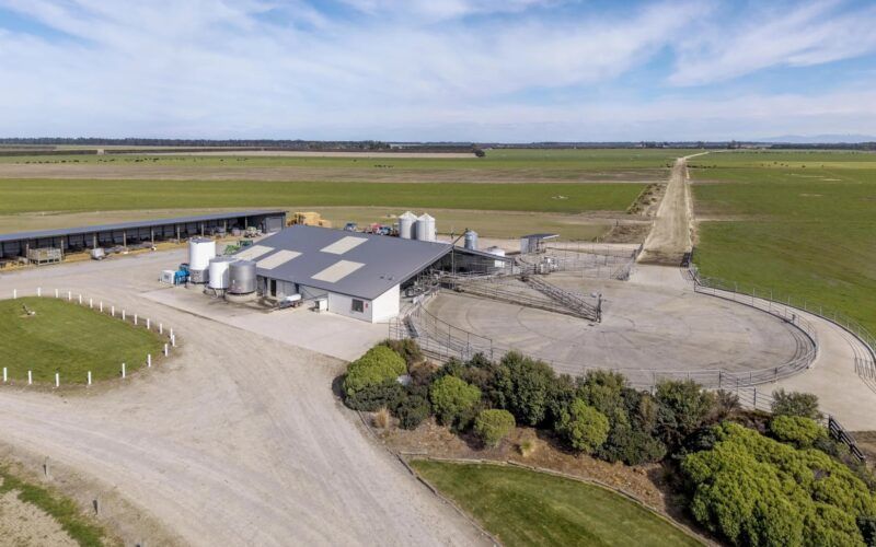 Record-Breaking Sale of Canterbury Dairy Farm Highlights A2 Herd Value