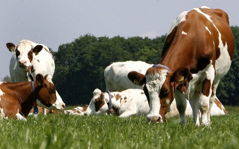 Chilean Dairy Sector Adopts New Sustainability Standard for 2025