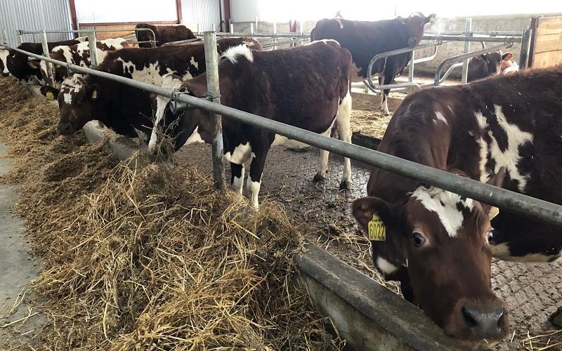 USDA Report Reveals Decline in Dairy Replacement Heifers