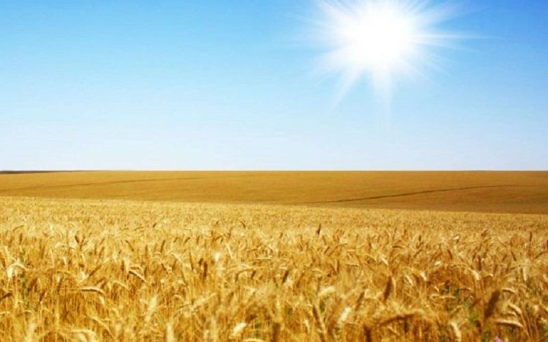 Американская пшеница подорожала на 2%