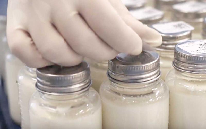 Puebla'da Milyoner Süt Bağışı