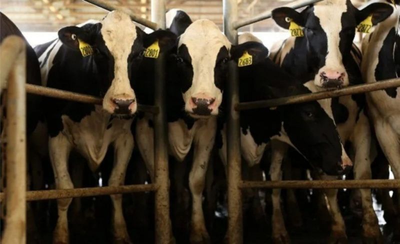 Researchers Used Milk Spectra to Identify Heat Stress in Cows