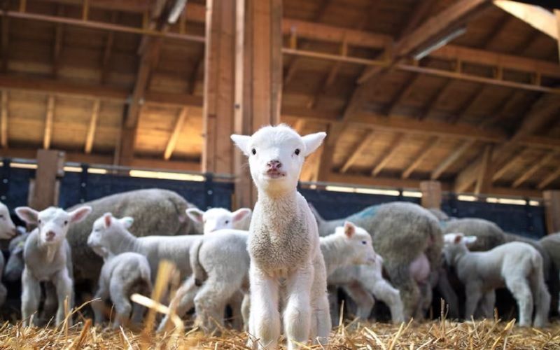 Rosselkhoznadzor imposes restrictions on the import of sheep and goats from Bulgaria and Romania