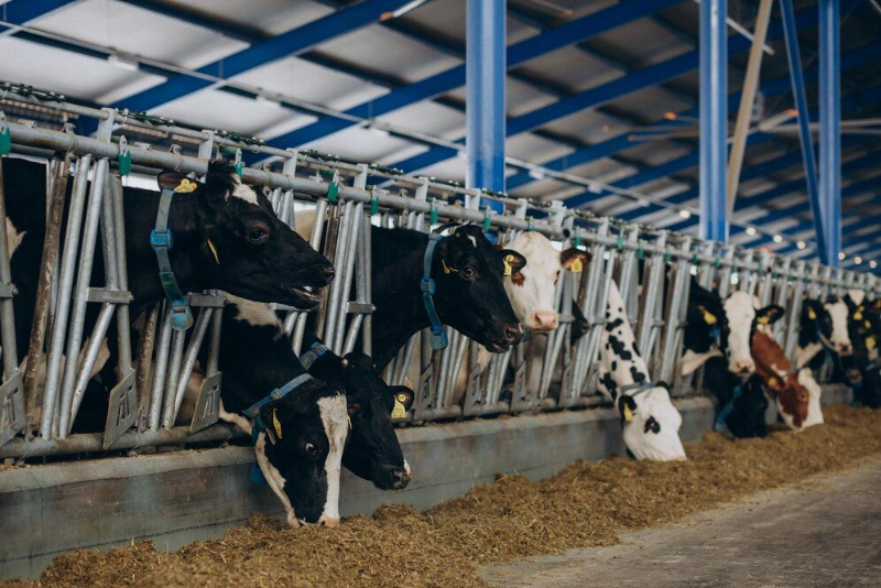 Winter prep: essential tips for dairy farms in chilly conditions
