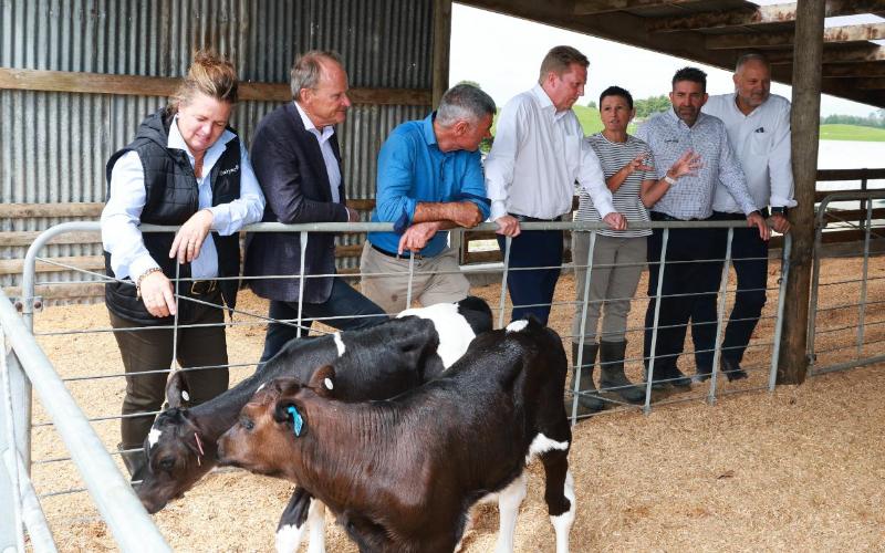 Dairy-Beef Integration in New Zealand: Pilot Program Insights